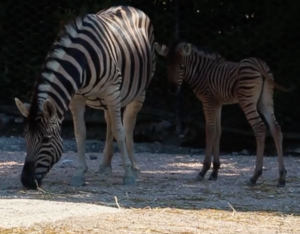 zebra luglio Falconara