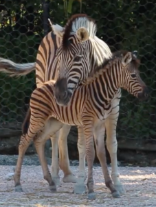 zebra luglio Falconara