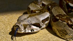 Serpente boa