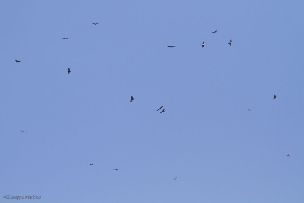Falco pecchiaiolo - Pernis apivorus
