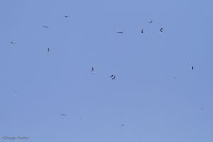 Falco pecchiaiolo - Pernis apivorus
