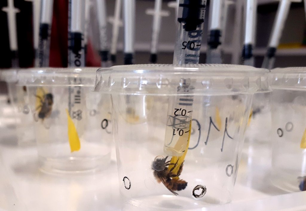 Osmia bicornis
