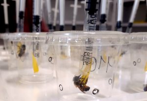 Osmia bicornis
