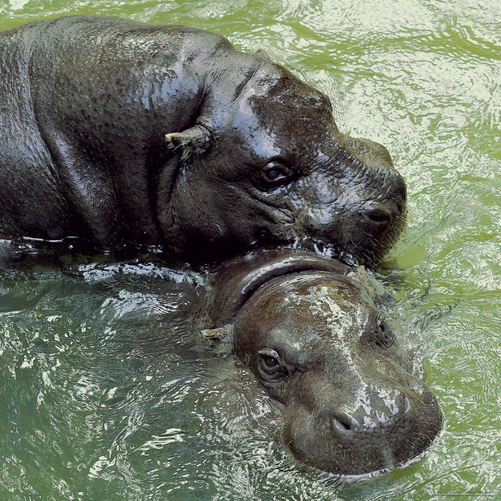 animali Bioparco Roma