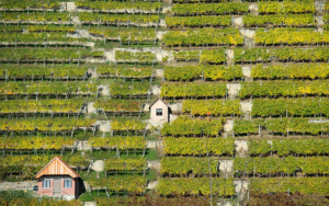 caldo germania vendemmia