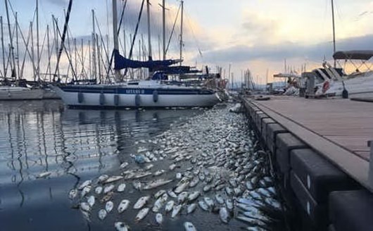 Manca ossigeno: moria di pesci al porticciolo di Su Siccu