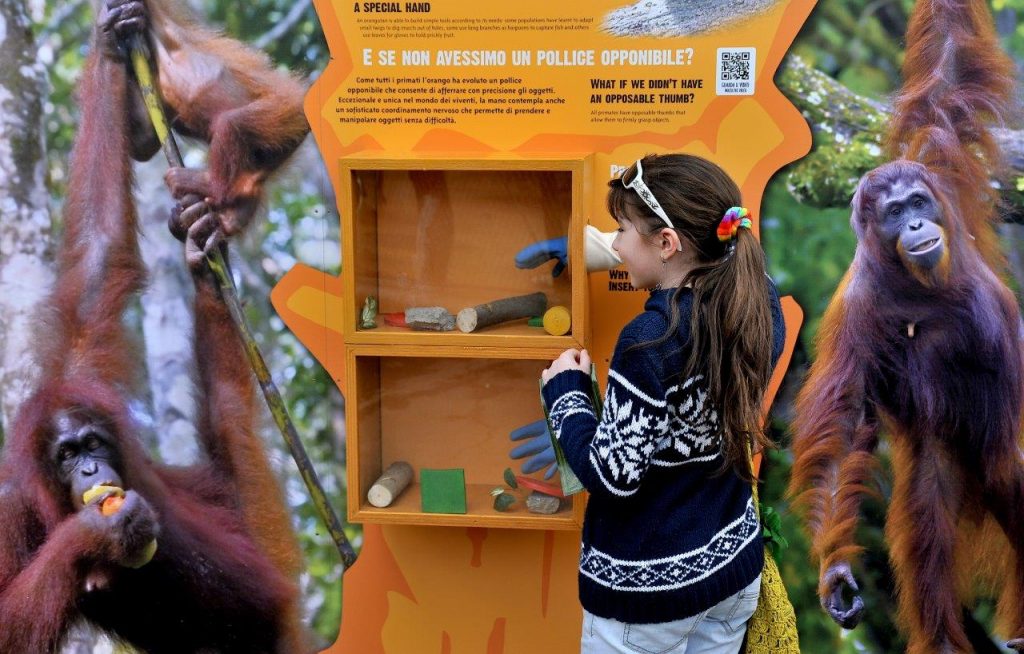 giornata oranghi bioparco roma