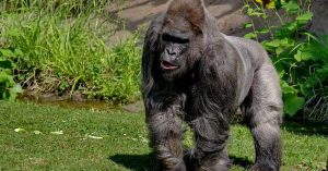 gorilla fritz