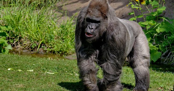 gorilla fritz