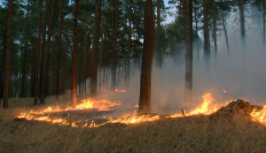 incendio Treuenbrietzen, Germania (1)
