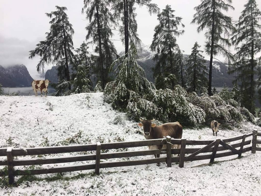 neve Dobbiaco