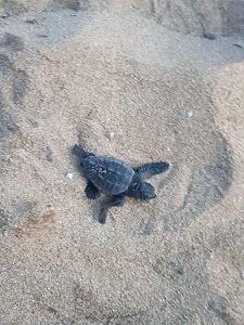 tartarughe caretta caretta erice
