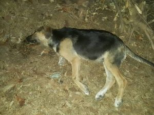 cani Tivoli AIDAA