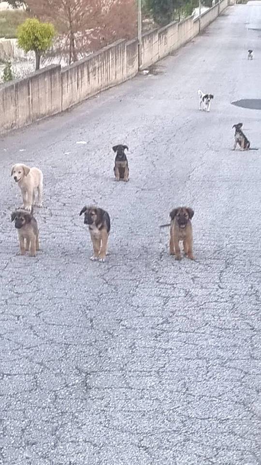 cani Tivoli AIDAA