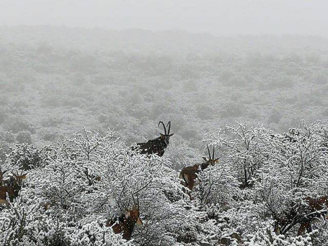 neve sudafrica 8 settembre