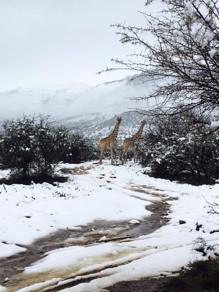 neve sudafrica 8 settembre