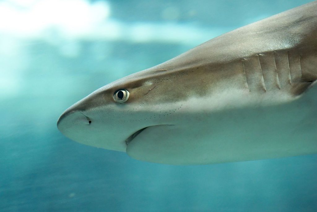 squalo bonnethead onnivoro
