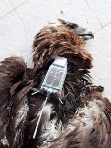 wwf aquila bonelli