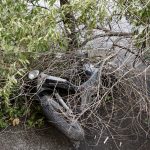 Maltempo Roma: strage di alberi nella Capitale, danni in numerose zone [GALLERY]