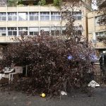 Maltempo Roma: strage di alberi nella Capitale, danni in numerose zone [GALLERY]