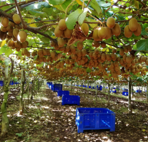 Raccolta italiana di kiwi Zespri SunGold