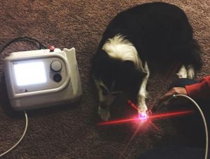 Tecnologie per i veterinari applicate