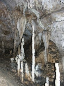 : Stalagmiti dall'Antro del Corchia (Lucca) (Foto I. Isola).