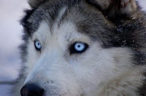 cane Husky occhi blu