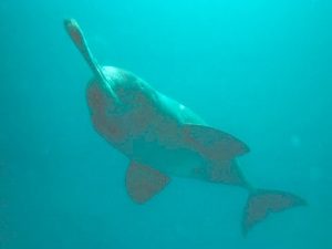 delfino gange