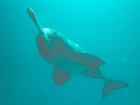 delfino gange