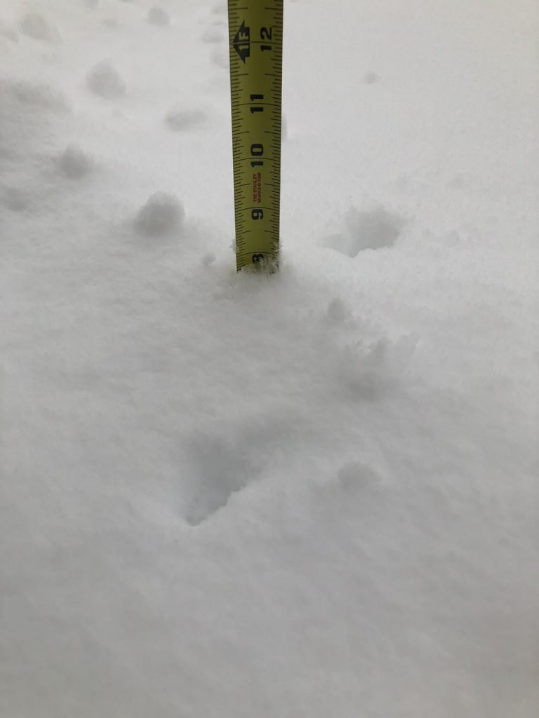 neve calgary canada