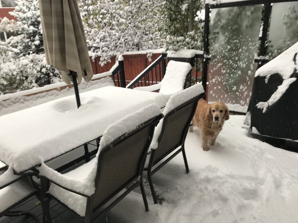neve calgary canada