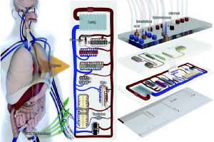 organi chip test sperimentazione animale