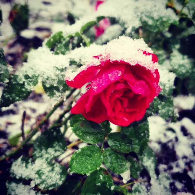 tempesta neve usa