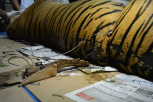 wwf tigre indonesia