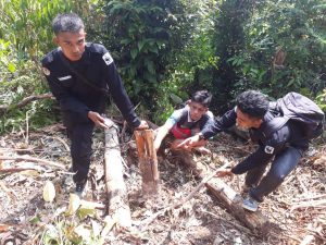 wwf tigre indonesia