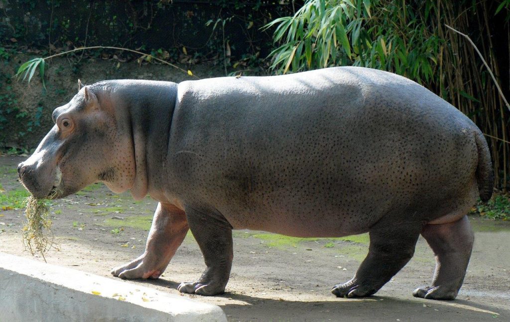 Bioparco Roma