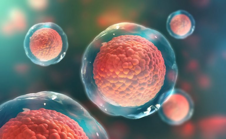Conservazione delle cellule staminali
