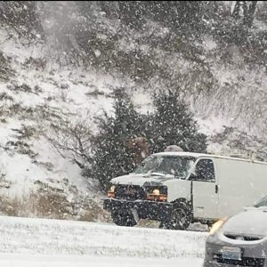cammello neve usa