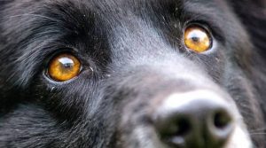 cane