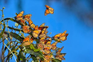 farfalle monarca messico