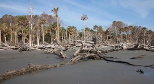 foreste fantasma USA