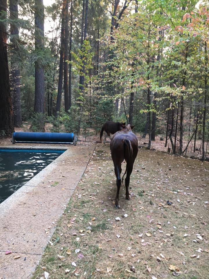 incendi california cavallo