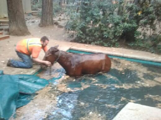 incendi california cavallo