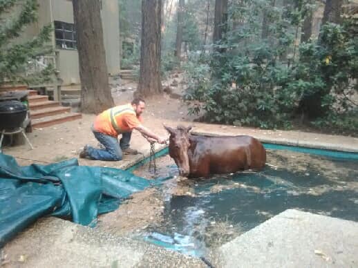 incendi california cavallo