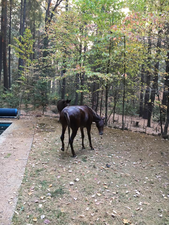 incendi california cavallo