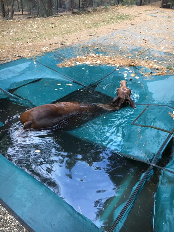 incendi california cavallo