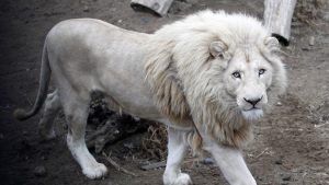 leone bianco mufasa