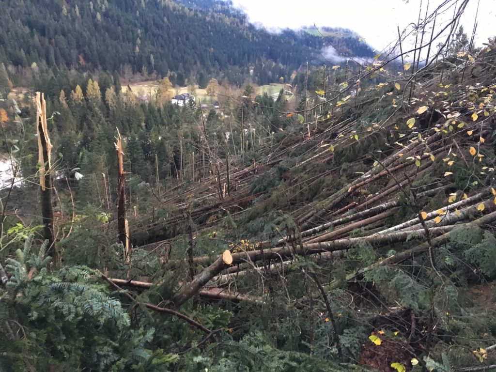 maltempo trentino alberi abbattuti