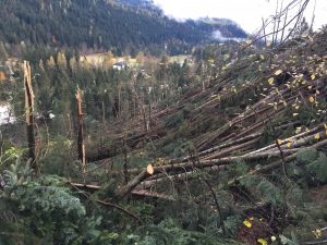 maltempo trentino alberi abbattuti
